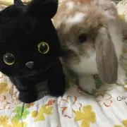 アート・ミュージックPekoの画像