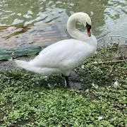 あひるの画像