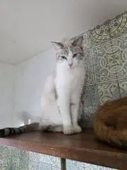 ゼゼンの画像