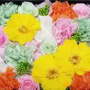 クローバー★の画像
