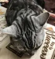 (かこ)の画像
