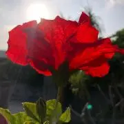 島ななの画像