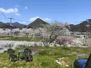 タツの画像