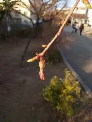 Makoの画像