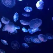 pomの画像