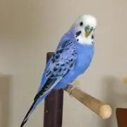 のび太