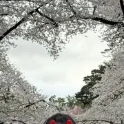 プロフ読んでくださいアメショんの画像