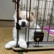 まるの画像