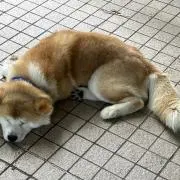 ヨッシーの画像
