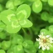 風花の画像