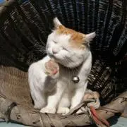 むむの画像