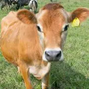 sapi【8月半ばで全て取り下げます】の画像