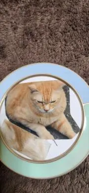 いーちゃんの画像