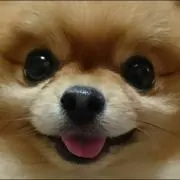 こてたん