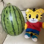 みーほ。の画像