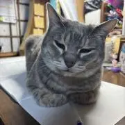 たまの画像