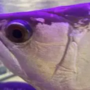 はむじゃーの画像