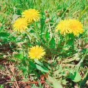 dandelionの画像