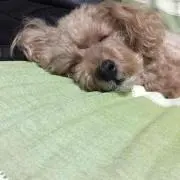 モンブラン(プロフあり)断捨離中の画像