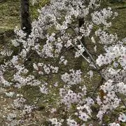 レモネードの画像
