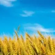 mugiの画像