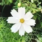 ダンボのyumeの画像