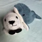アザラシイルカの画像