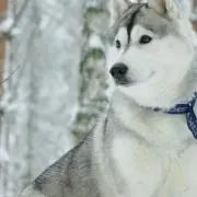 はくまいの画像