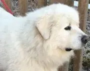 ボス