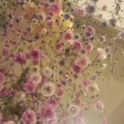 かすみ草