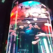 ちゃみの画像