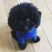 Rの画像