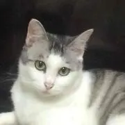 ひつじっこ