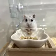 Emiの画像