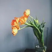 kashmgrの画像