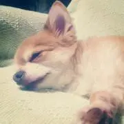 ♥の画像