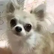 ひげゴジラの画像