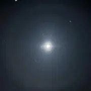 脱出したニワトリ