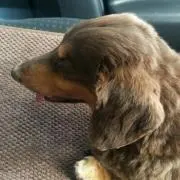 やっちゃほ♪の画像