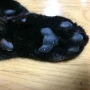 にゃん太(ΦωΦ)ニャの画像