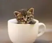まころん♪