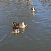 ちこ
