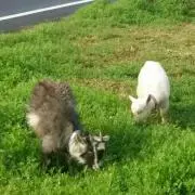 セブン