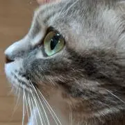 みみ☆くぅの画像