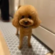 ロコスの画像