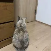 ごんぞう