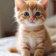 きじとら