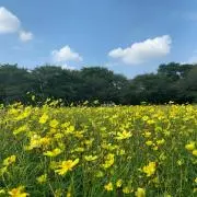 はなもも