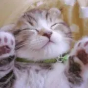 nekomiの画像
