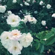 cottonton